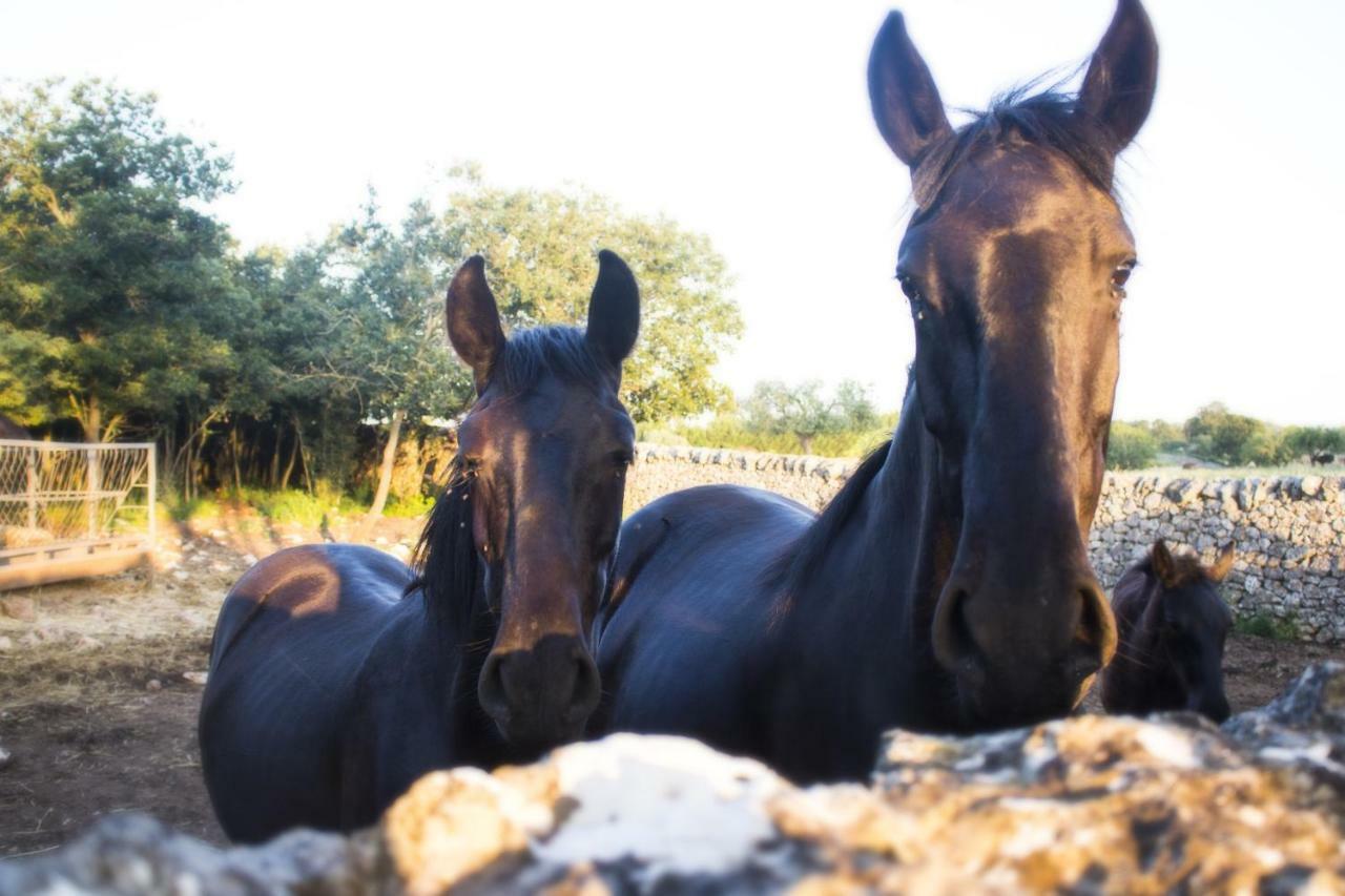 Trulli sul vignale in Masseria Santalachicca Martina Franca Esterno foto